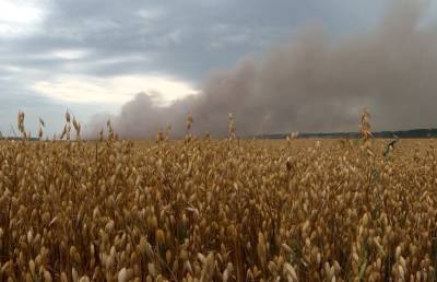 В Беларуси горят леса: за сутки пожарные выезжали четыре раза