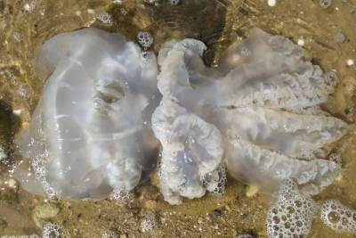 Отдыхающие в Седово снова жалуются на мертвых медуз: ФОТО