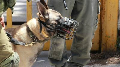 Обученная собака вышла на след вора под Новосибирском и получила килограмм сосисок