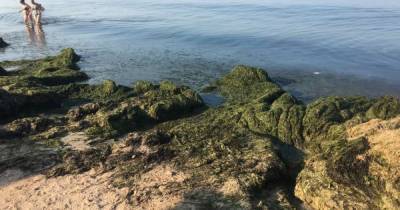 Помимо медуз: на берегу моря в Бердянске теперь новая проблема (фото, видео)