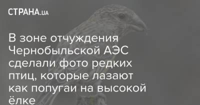 В зоне отчуждения Чернобыльской АЭС сделали фото редких птиц, которые лазают как попугаи на высокой ёлке