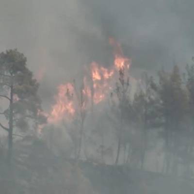 Число погибших при лесных пожарах в Турции возросло до 8, пострадавших – до 854