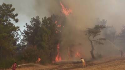 В Турции нашли ответственных за лесные пожары