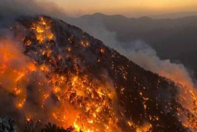 Ответственность за поджоги лесов в Турции взяли на себя террористы