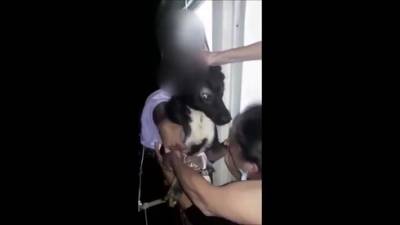 Видео: в Бат-Яме спасли собаку, запертую на несколько дней в пустующей квартире