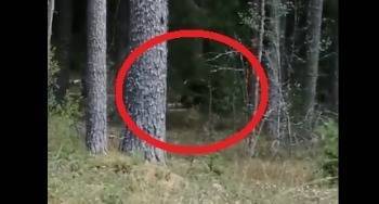 Маленький медведь, гулявший в лесу под Чагодой, напугал местных жителей