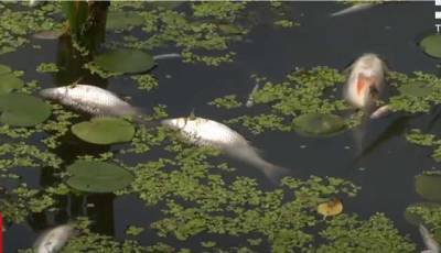 В Житомире нечистоты слили в реку: массово гибнет рыба
