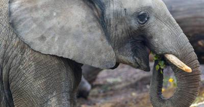 Власти эвакуировали 150 тысяч китайцев из-за стада слонов
