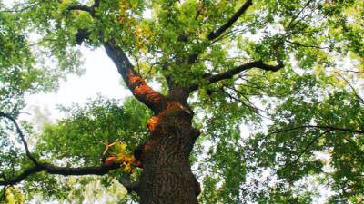 Скорость и самоотдача: в Финляндии пройдет чемпионат по объятиям с деревьями