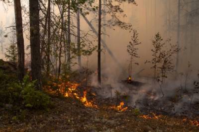 В России действуют 176 лесных пожаров — Авиалесоохрана