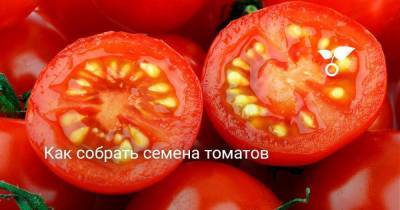 Как собрать семена томатов - skuke.net