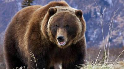 Невозмутимый гид восхитил сеть, когда спокойно поздоровался с огромным медведем (Видео)