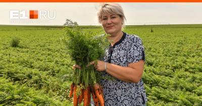 Наша дорогая морковь: как спасают овощи на уральских полях и почему цены не падают даже в разгар сезона