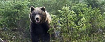 В природном парке «Ергаки» туристам запретили ставить палатки из-за медведей