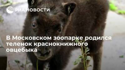 В Московском зоопарке впервые за три года родился теленок краснокнижного овцебыка