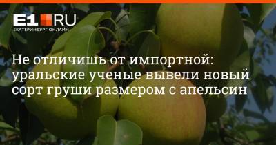 Не отличишь от импортной: уральские ученые вывели новый сорт груши размером с апельсин