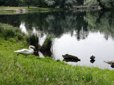 Водоемы в Приоратском парке Гатчины очистят до конца 2022г