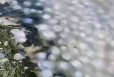 Видео: Мертвые медузы заполонили пляжи Краснодарского края