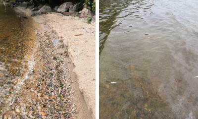 Жители еще одного карельского поселка обнаружили мертвую рыбу на берегу озера