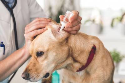 6 симптомов того, что у собаки болят уши - skuke.net