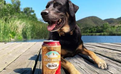 В США выпустили пиво для собак: товар смели с полок магазинов