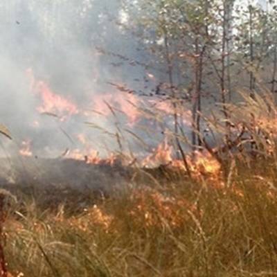 Площадь пожара в Мордовском природном заповеднике вновь увеличилась