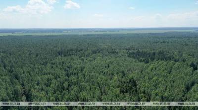 В Беларуси за сутки в лесах потерялись 4 человека