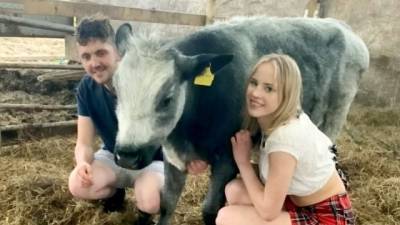 Курьез: фермер сделал предложение своей девушке с помощью коров (ВИДЕО)