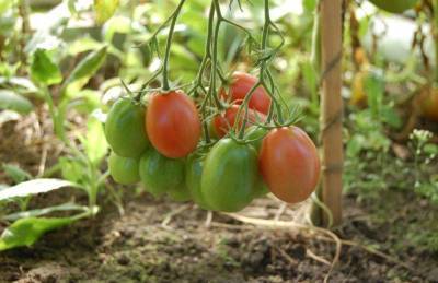 Зачем закапывают опытные огородники свекольную ботву под томатами