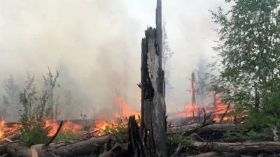 В Мордовском заповеднике удалось сократить площадь горения на 30 гектаров