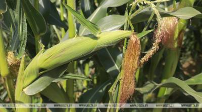 Белгидромет: в ближайшие дни погодные условия будут способствовать наливу зерна кукурузы