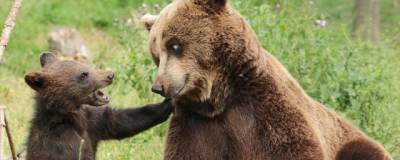 В Костромской области медведица с медвежонком вышла к детям