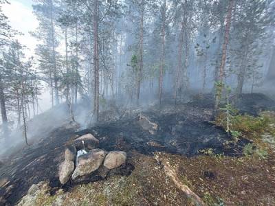 Greenpeace: площадь лесных пожаров в России превысила 16 млн гектаров. Это больше территории Греции