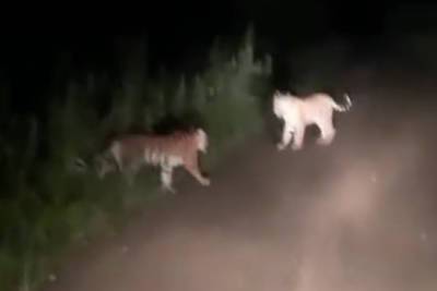 Россиянин встретил на дороге трех тигрят и снял их на видео