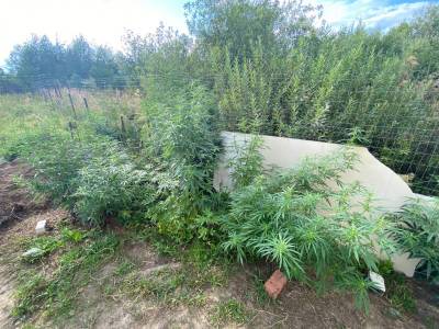 Житель Касимова выращивал на огороде марихуану