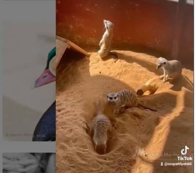 В Липецком зоопарке сурикаты задумали побег (видео)