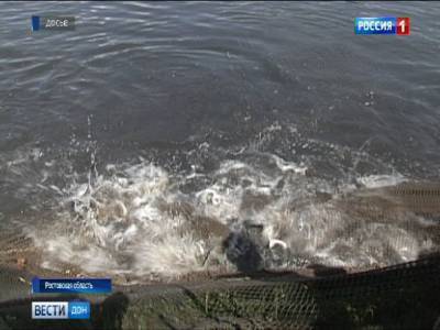 На водоемах Ростовской области начался заморный период