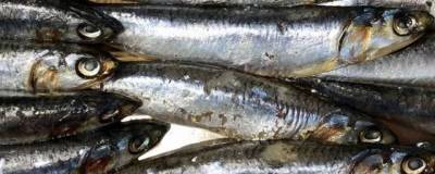 Нескольким видам промысловых рыб грозит вымирание из-за глобального потепления