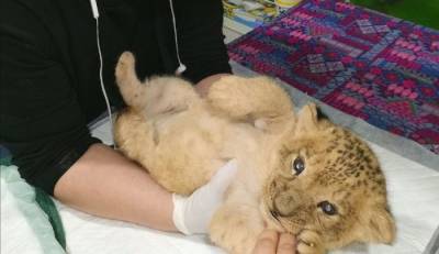 "Души не чает": Трёхлапый львёнок из Иркутского зоопарка подружился с щенком лабрадора