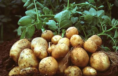 Гидрометцентр: Погода сдерживает рост картофеля и свеклы