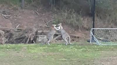 Это Австралия, детка! Мужчина записал на видео схватку двух кенгуру у себя во дворе