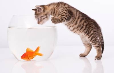 Посмотрите, как кот эмоционально разговаривает с рыбами! Невероятно! (ВИДЕО)