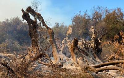 В Греции сгорело 2500-летнее дерево