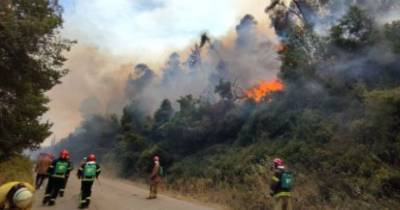 В Алжире лесные пожары унесли жизнь троих человек. ФОТО