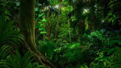 Коренные народы Перу начали спасать джунгли с помощью приложений