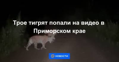 Трое тигрят попали на видео в Приморском крае