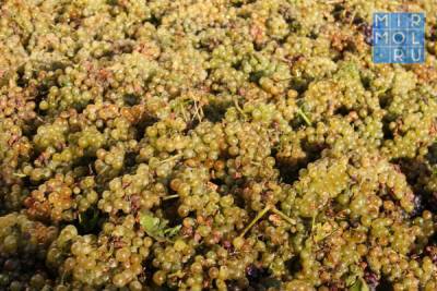Кизлярский коньячный завод планирует побить собственный рекорд по переработке винограда