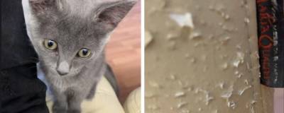 Новосибирец приютил котенка и получил «штраф» от владелицы квартиры