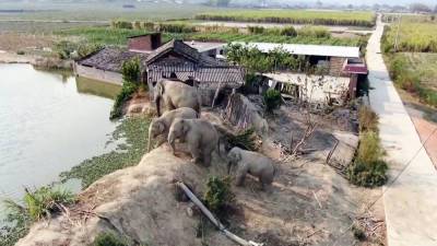 В Китае из-за бродячих слонов эвакуировали 150 тысяч человек