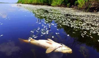 В Вологодской области рыба умирает прямо в реке